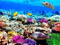 Mergulho e Snorkel no Egito